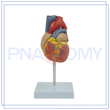 ПНТ-0400 горячая продажа &amp; высокое качество частей тела человека сердце для больницы